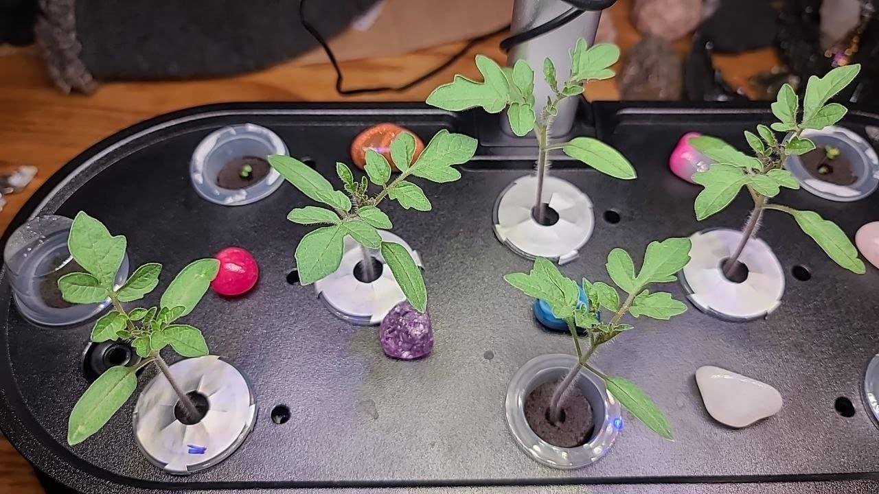 inbloom Hydroponics Growing System 12 Pods, Indoor Herb Garden with LEDs Full-Spectrum Plant Grow Light, Water Shortage Alarm, Automatic Timer, Height Adjustable,Gardening Gifts for Women, White customer photo 2
