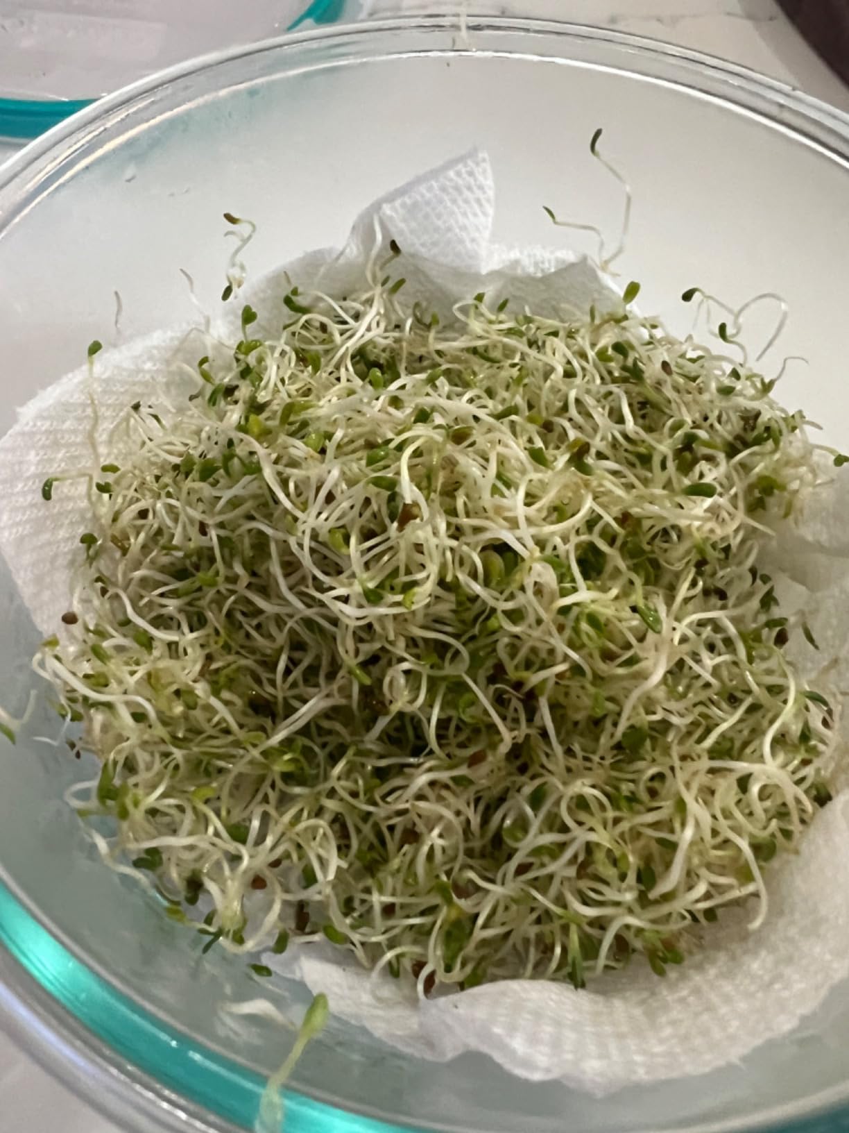 Complete Sprouting Jar Kit| 2 Wide Mouth Mason Jars, 316 Screen Sprout Lids, Blackout Sleeves, Tray, Stand| Sprouter Set for Growing Broccoli, Alfalfa and More-Seeds not Included customer photo 2