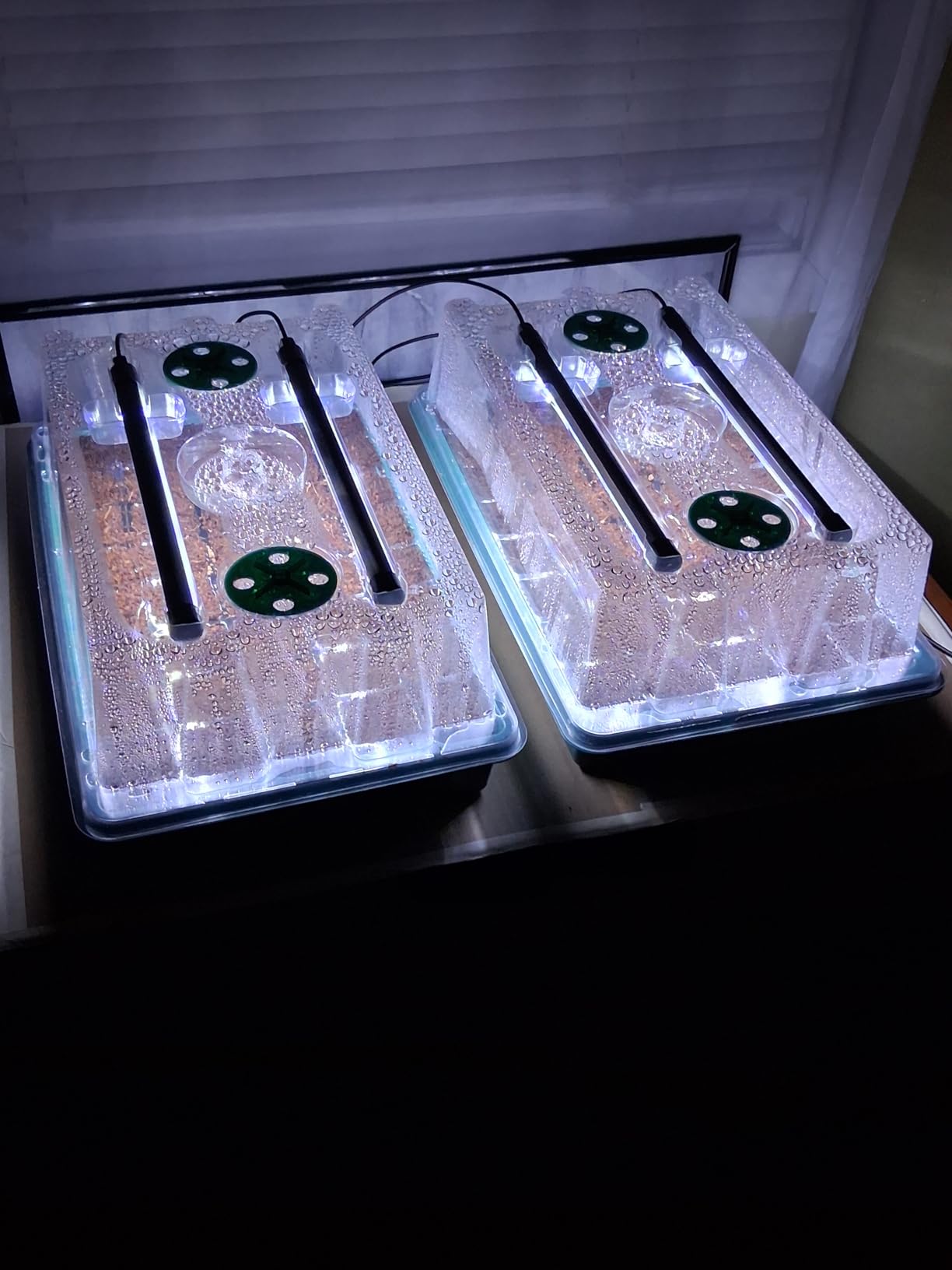 BlumWay Seed Starter Tray with Grow Light, Humidity Dome, 2 Pack 80 Cells customer photo 2