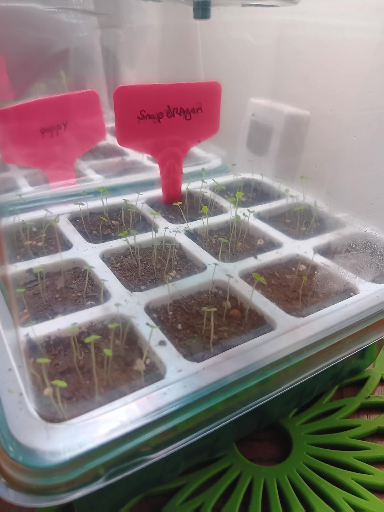 Seed Starter Tray, 72 Cells Indoor Seed Starter Kit, Flexible Silicone Designed Seedling Starter Trays, Germination Tray with Humidity Dome & Lids(4in Height), Reusable & Dishwasher Safe, BPA-Free customer photo 1