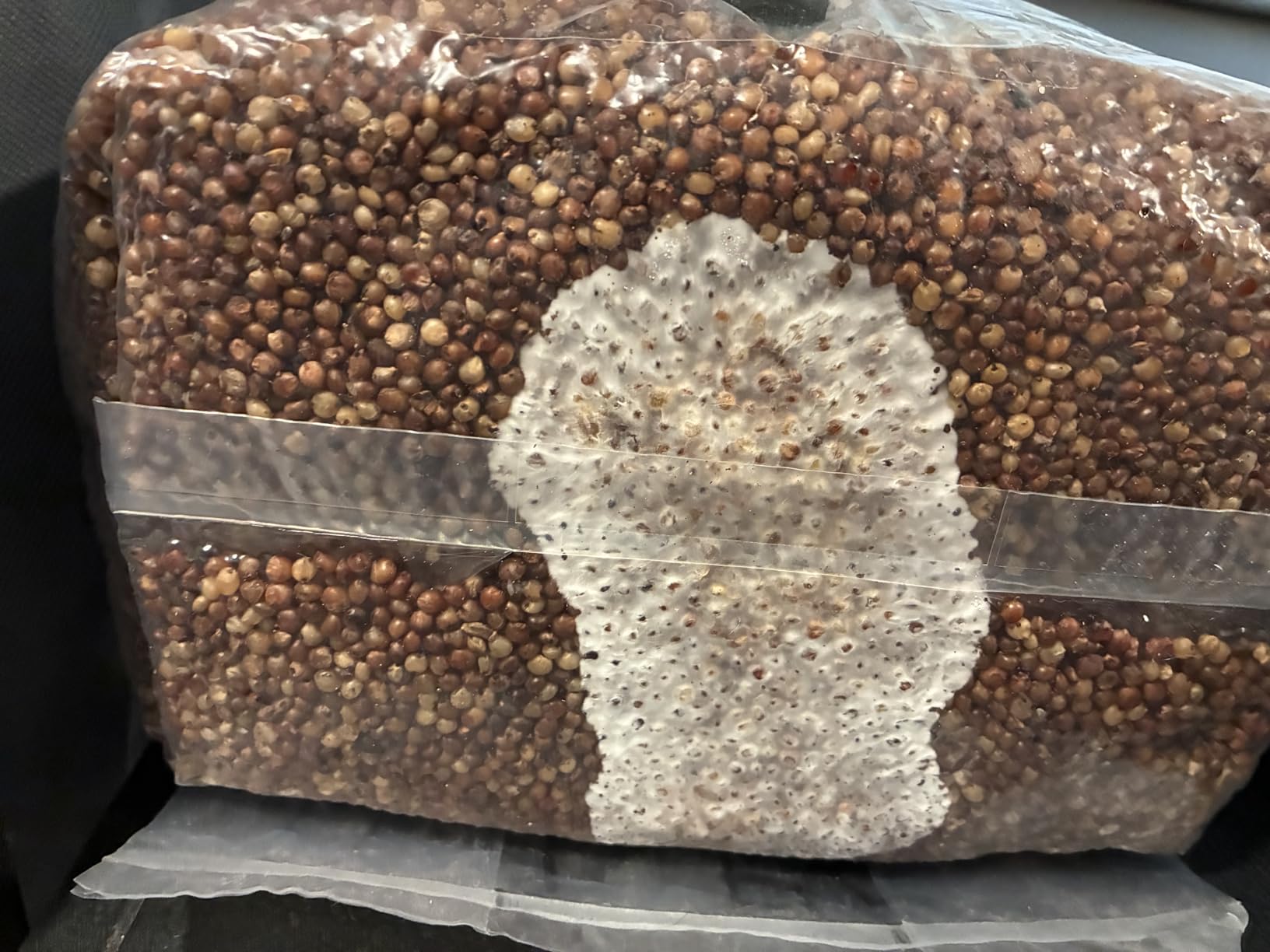 | The Magical 5lb All-in-One Mushroom Grow Bag | Mushroom Grow Kit | Harvest Your own Happiness | Discover the Magic of Growing Mushrooms - 5lb Grow Bag Mushroom Starter Kit customer photo 1