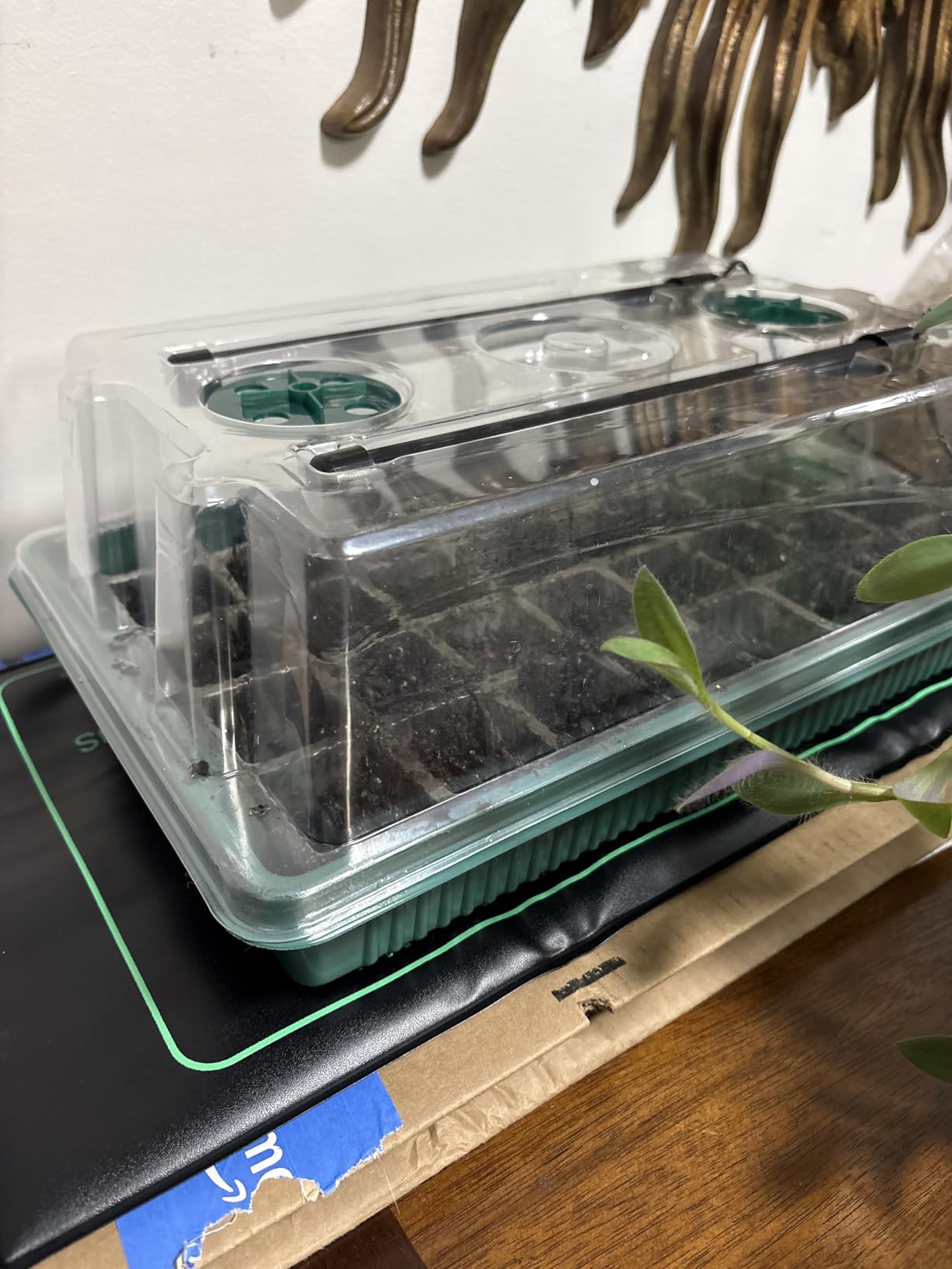 Seed Starter Kit with Grow Lights & Heat Mat – 40-Cell Seed Starter Tray, Humidity Dome, Soil Moisture Meter & Sticky Gnat Traps – Indoor Greenhouse & Plant Propagation Station customer photo 1