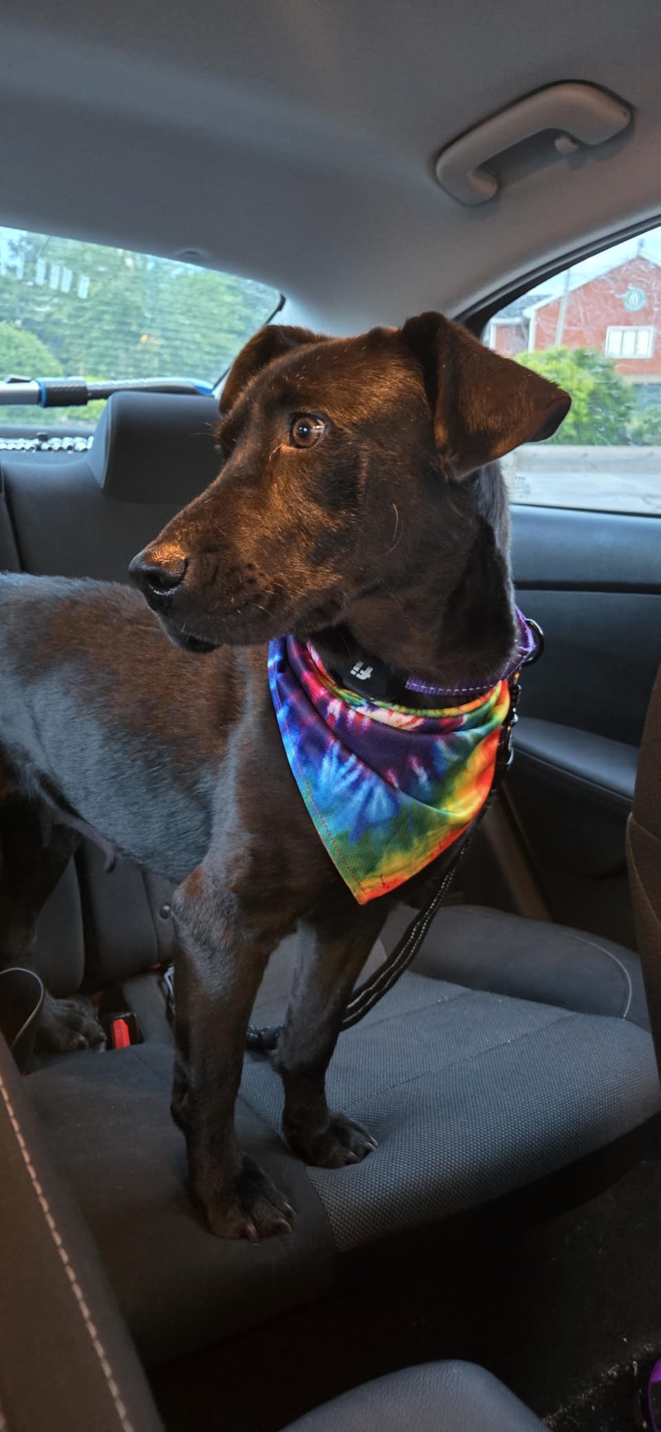 Wilderdog Dog Bandana with Lightweight Quick Drying Poly-Blend Mesh Material in Rodeo customer photo 2