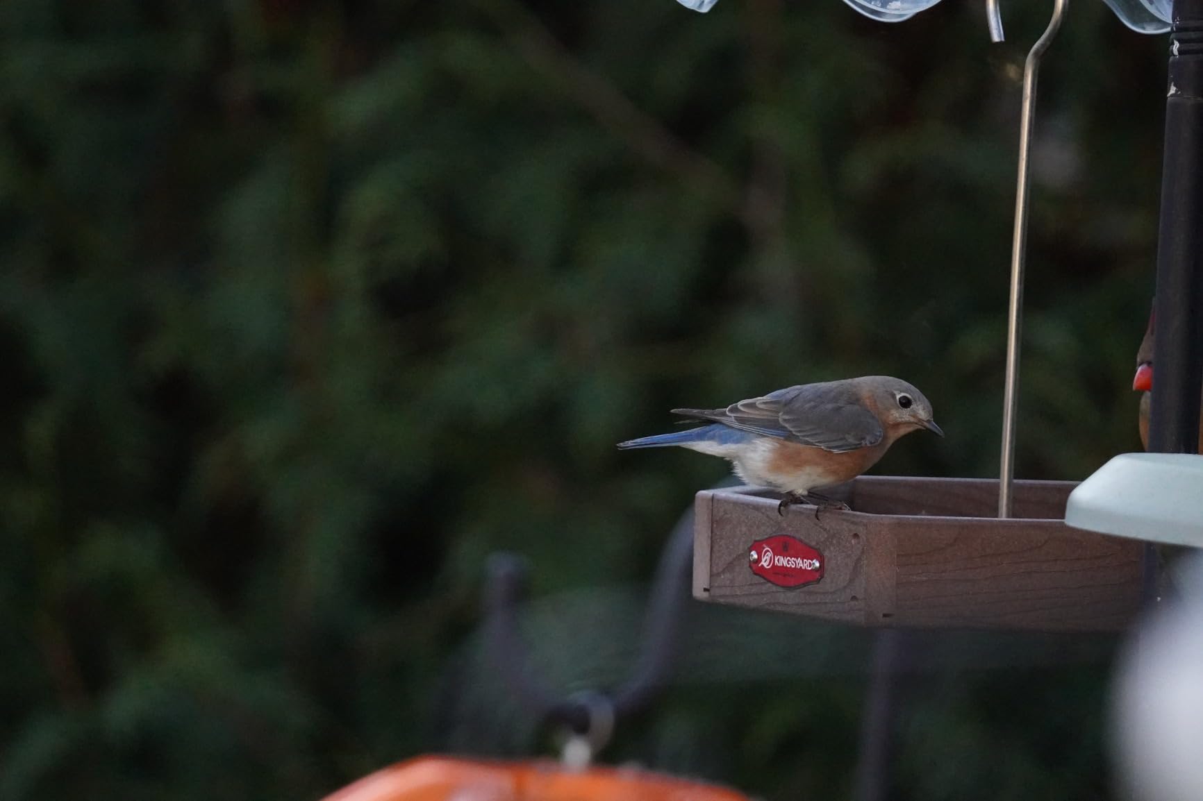 Kingsyard Hanging Platform Bird Feeder for Outdoors, Deep Tray, Brown customer photo 1