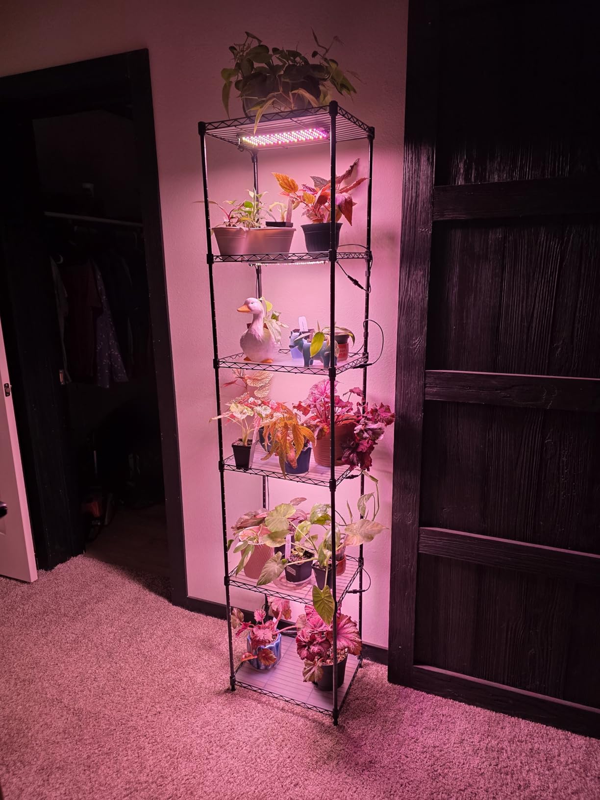 Barrina CX83 Plant Stand with Grow Lights, 6-Tier Shelf, 15.7x11.8x70.9IN customer photo 1