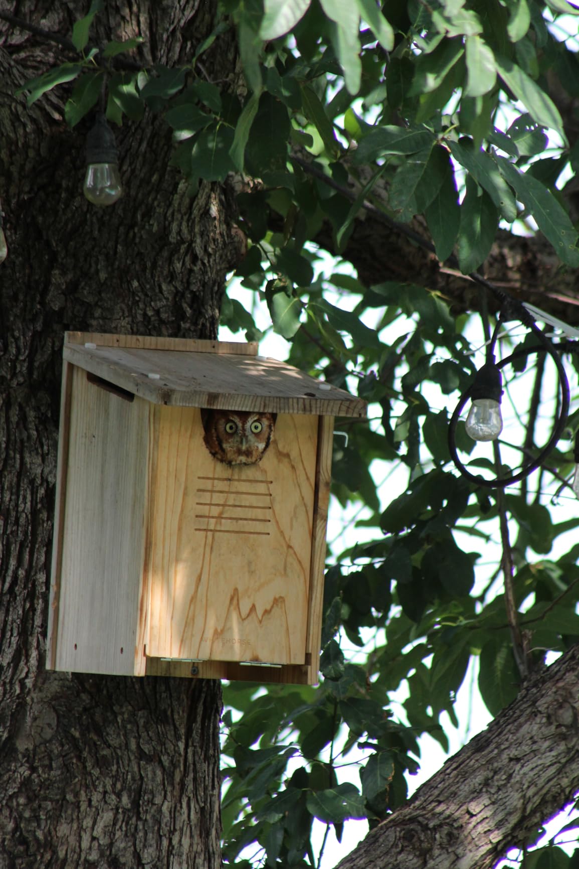 WHITEHORSE Large Cedar Owl House - Premium and Weatherproof Design - 16 x 12 x 11 - A Nesting Box for Screech Owls, Boreal, Northern Pygmy, Saw-whets, Elf, Flammulated, Kestrel and Others customer photo 1