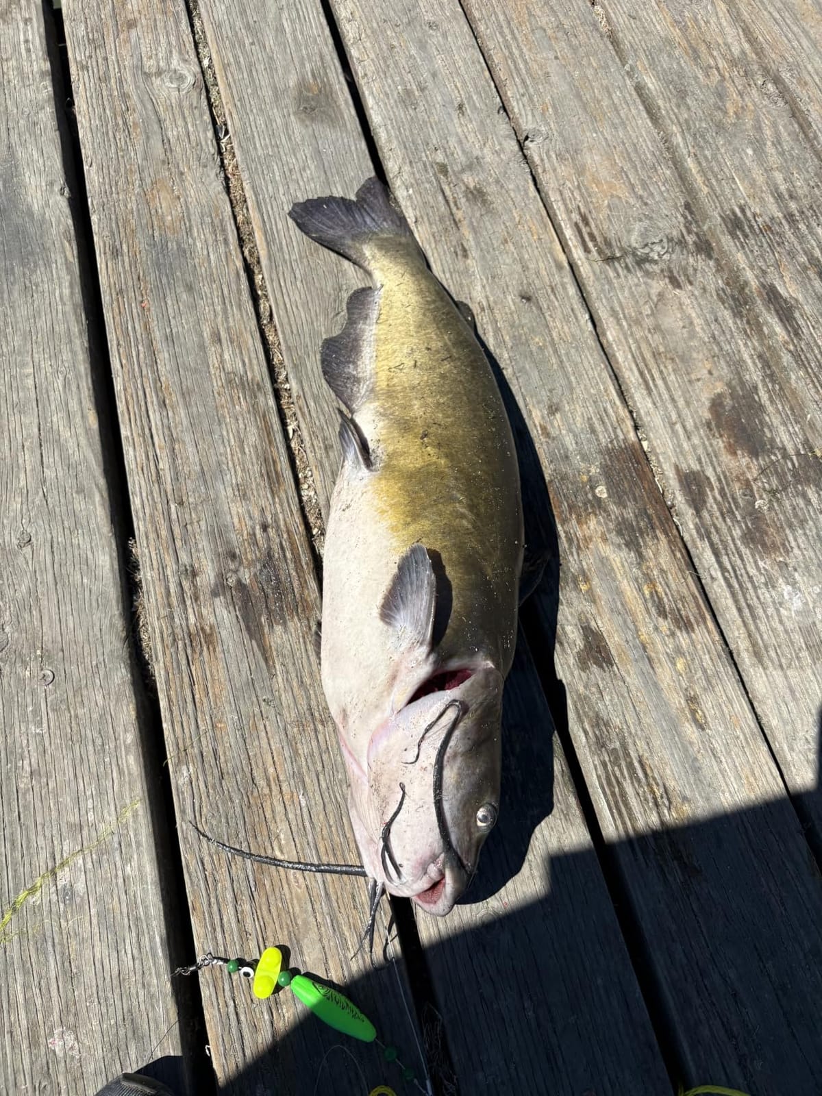 Catfish-Rig-for-Bank-Fishing-Catfishing-Tackle-Floats-with-Rattler-Santee Cooper Rig Equipment customer photo 1