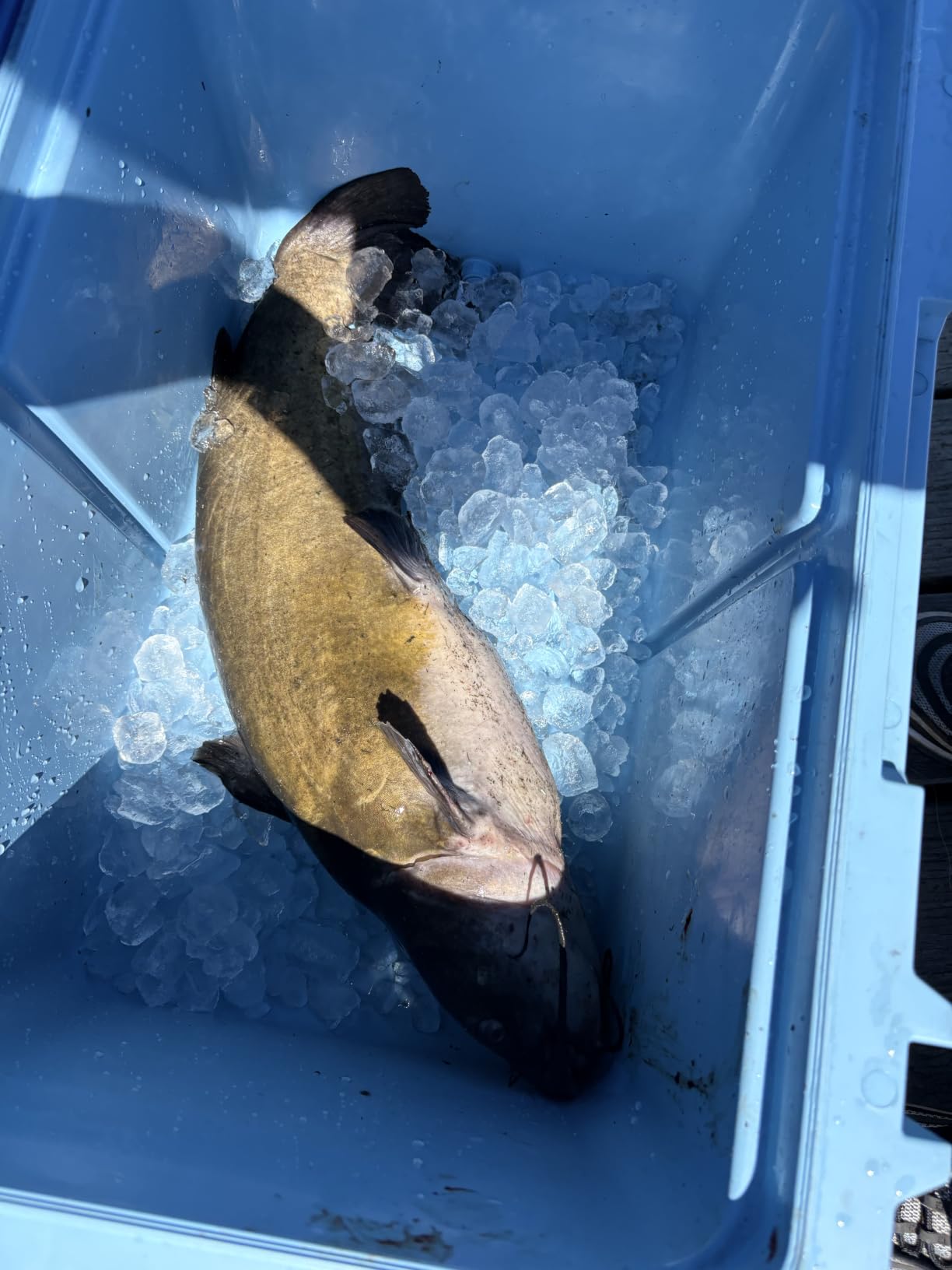 Catfish-Rig-for-Bank-Fishing-Catfishing-Tackle-Floats-with-Rattler-Santee Cooper Rig Equipment customer photo 2