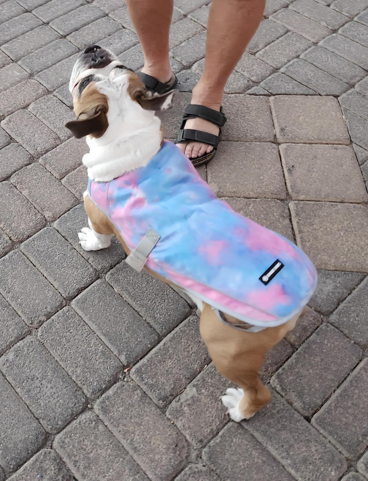 Spark Paws Dog Cooling Vest - Evaporative Summer Cooling, SPF-50 Protection | Ice Silk Chill-on-Contact, Soak in Water & Wring, No Gels, Lightweight Heat Protection 1-2+ Hrs, Small, Large & XL Dogs customer photo 2