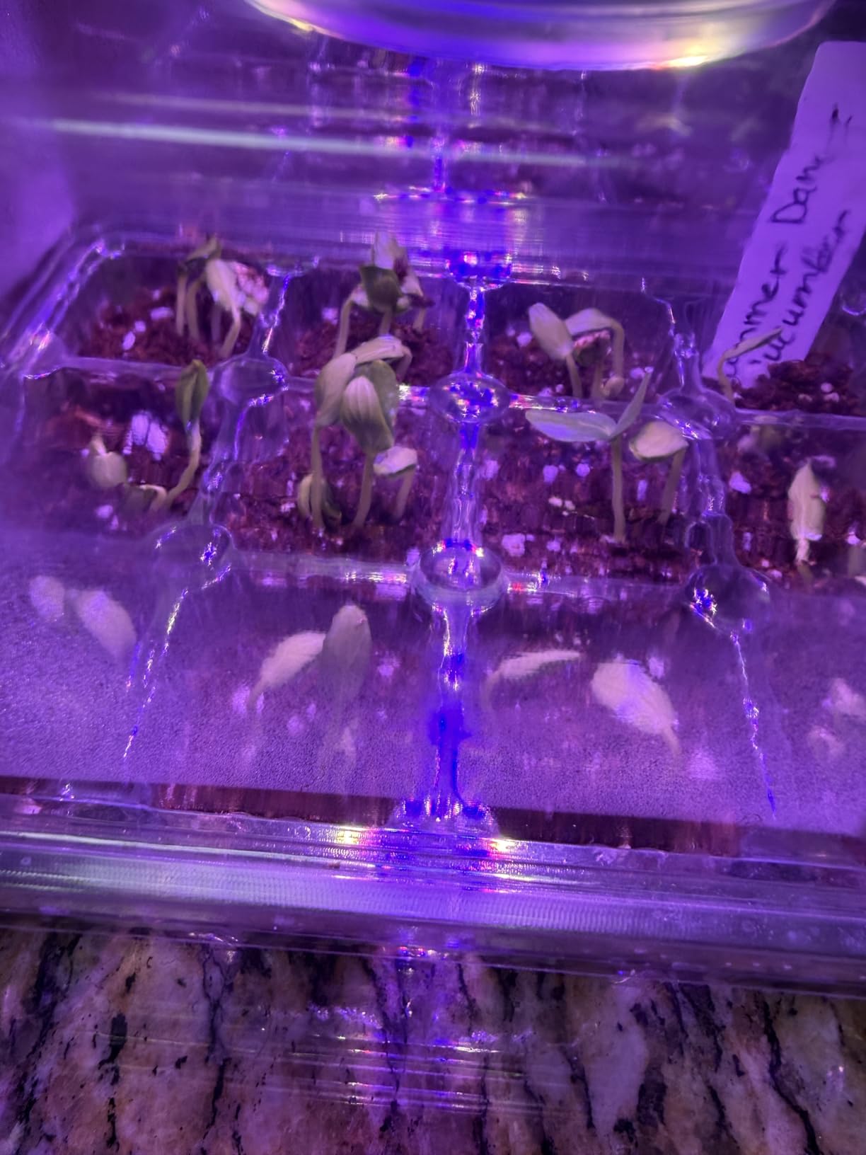 Bonviee Seed Starter Trays with 12-LED Grow Lights, Clear, 5 Pack customer photo 2