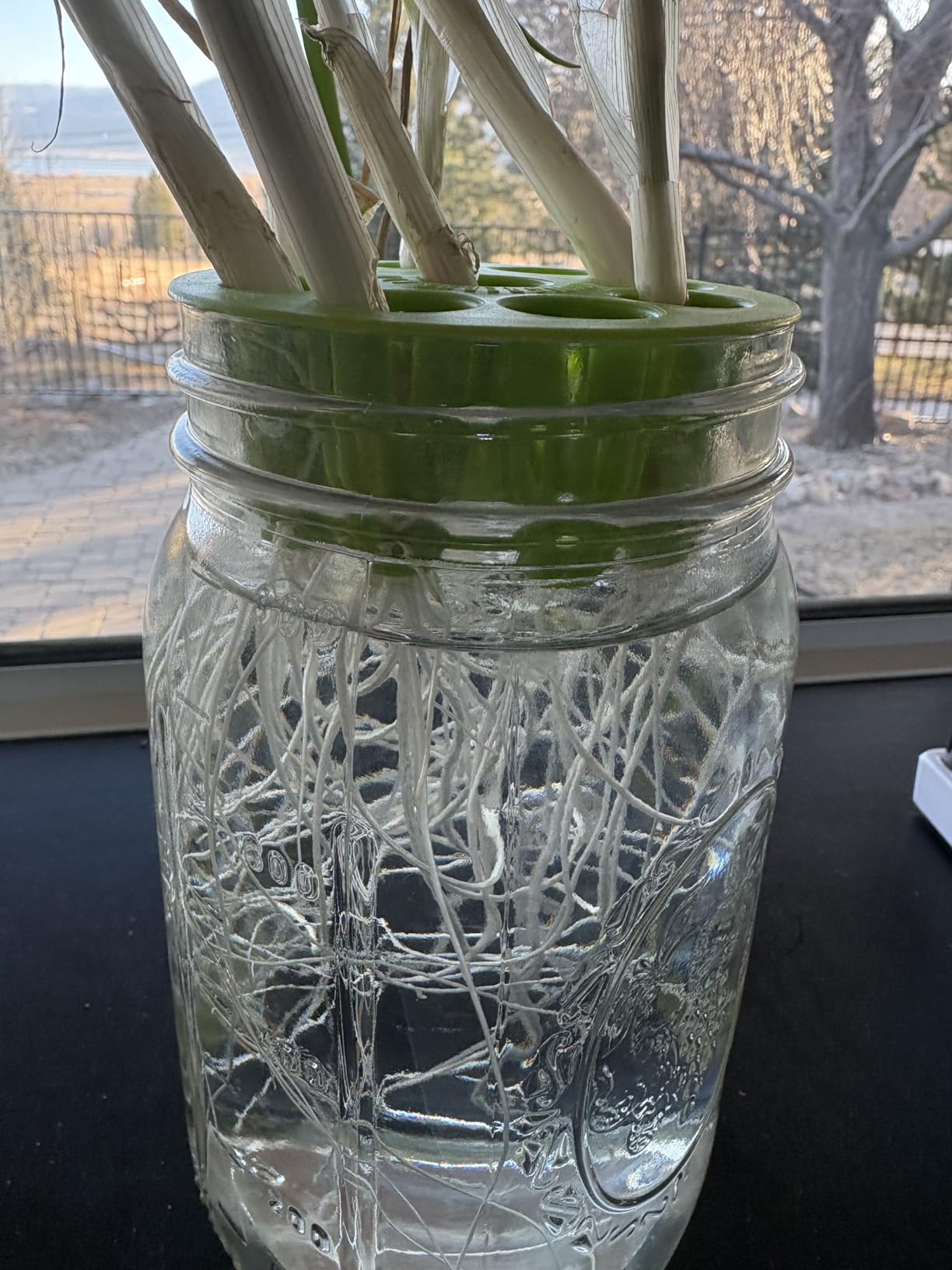 Sprouting Jar Kit - 2 Wide-Mouth Mason Jars with Stand and Sprout Lids customer photo 2