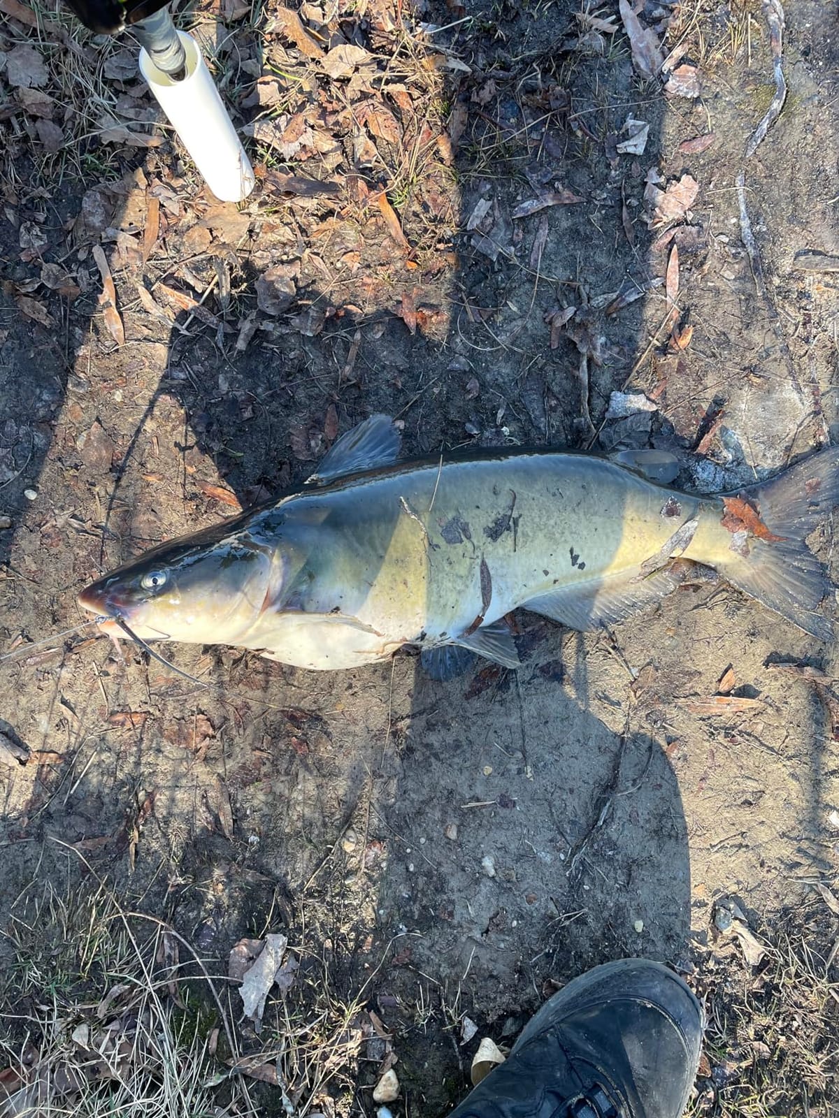 Dovesun Catfish Rig Santee Cooper Rig Catfish Takedown Rig for Bank Fishing customer photo 1