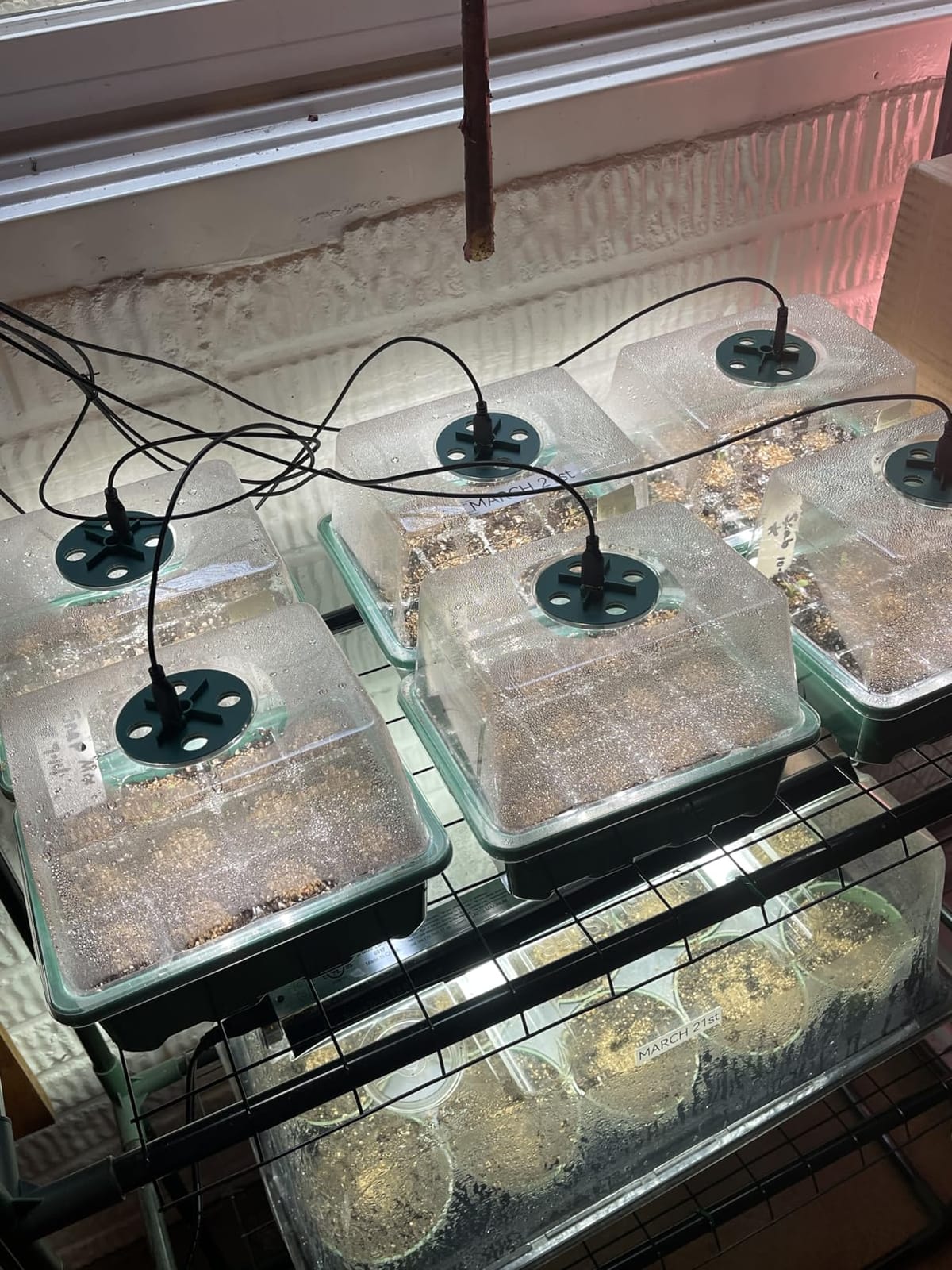 Seed Starter Trays with Grow Lights, 72 Cells Seed Starter Kit with Lights, 3 Lighting Mode, 4 Timing Set, Germination Kit for Seed Starting Trays, Seedling Starter with High Humidity Control Domes customer photo 1