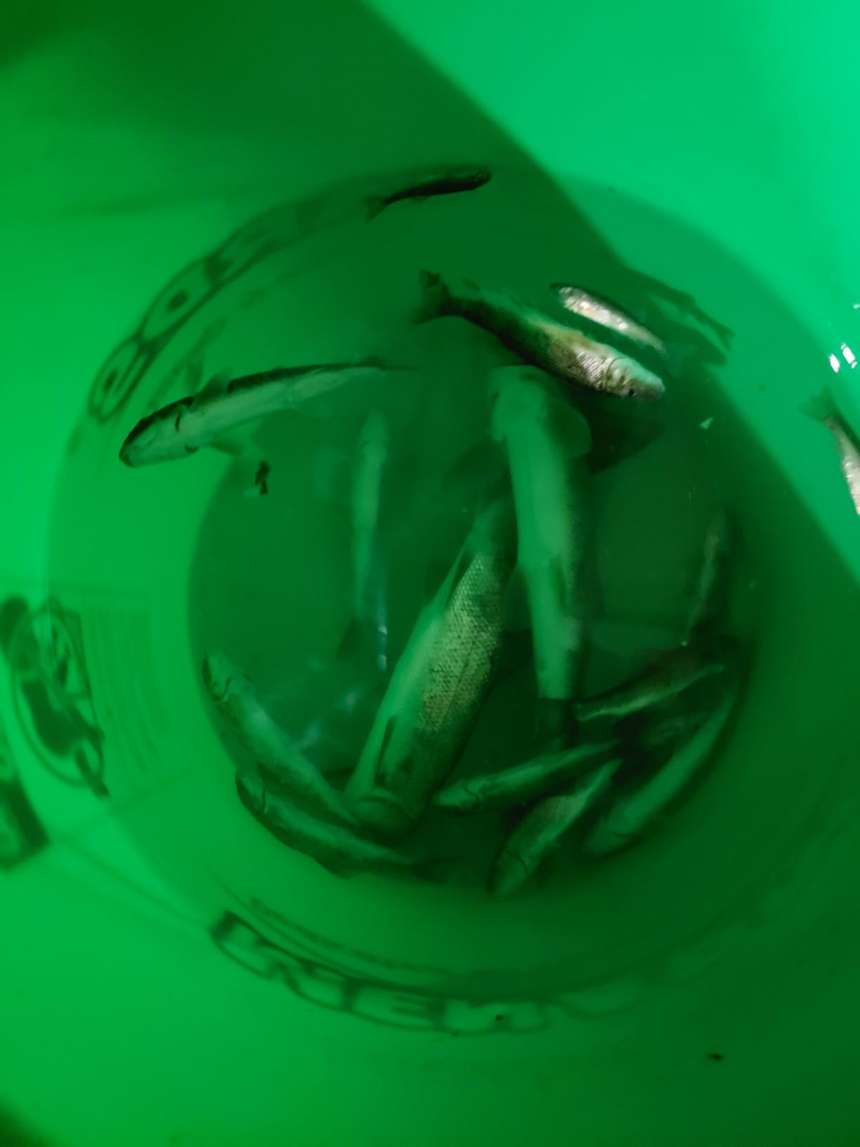 Baitfish Enhancement and Keeping Formula Additive for Minnow Buckets, Livewells and Bait Tanks customer photo 1