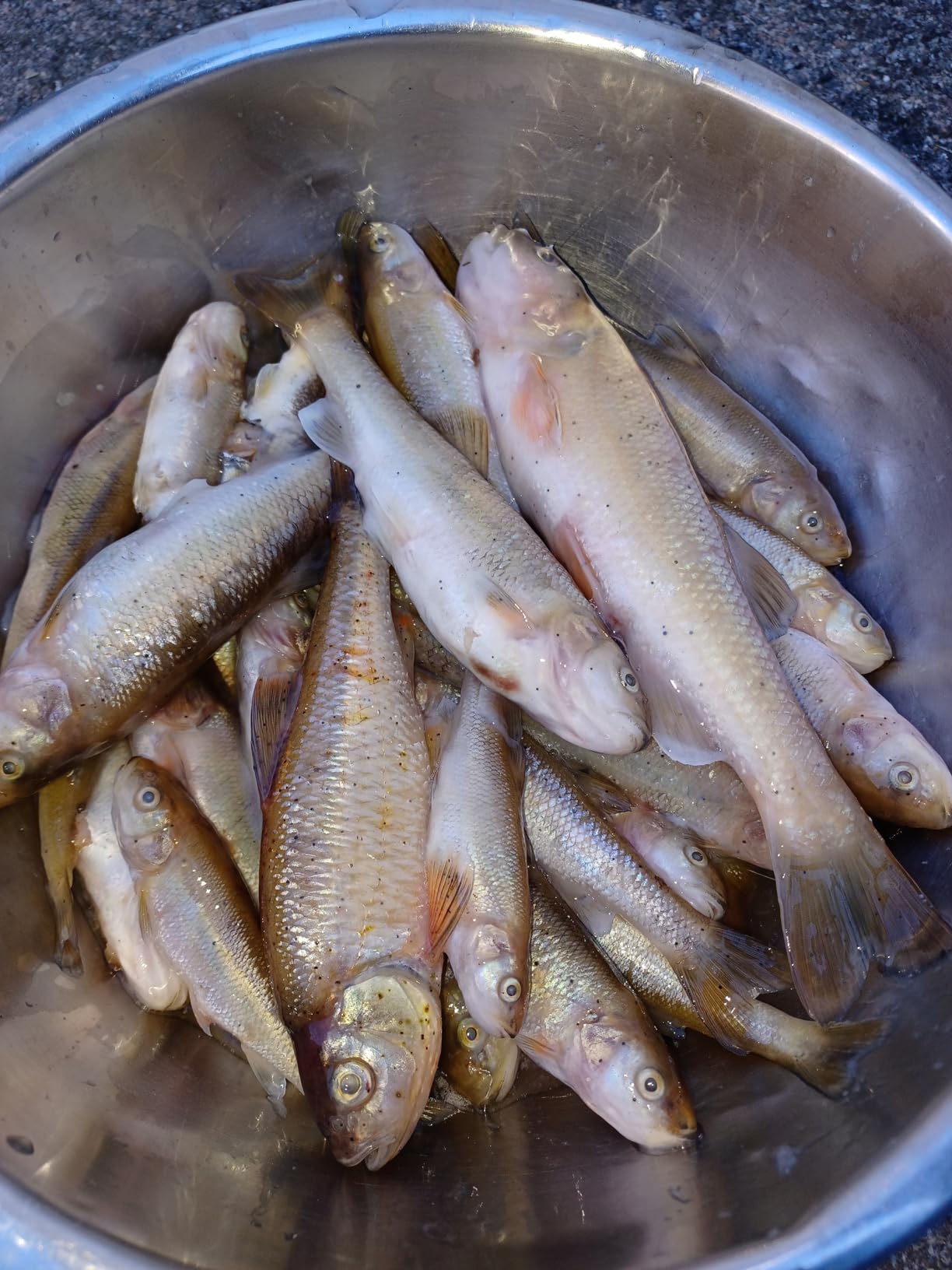 Baitfish Enhancement and Keeping Formula Additive for Minnow Buckets, Livewells and Bait Tanks customer photo 2
