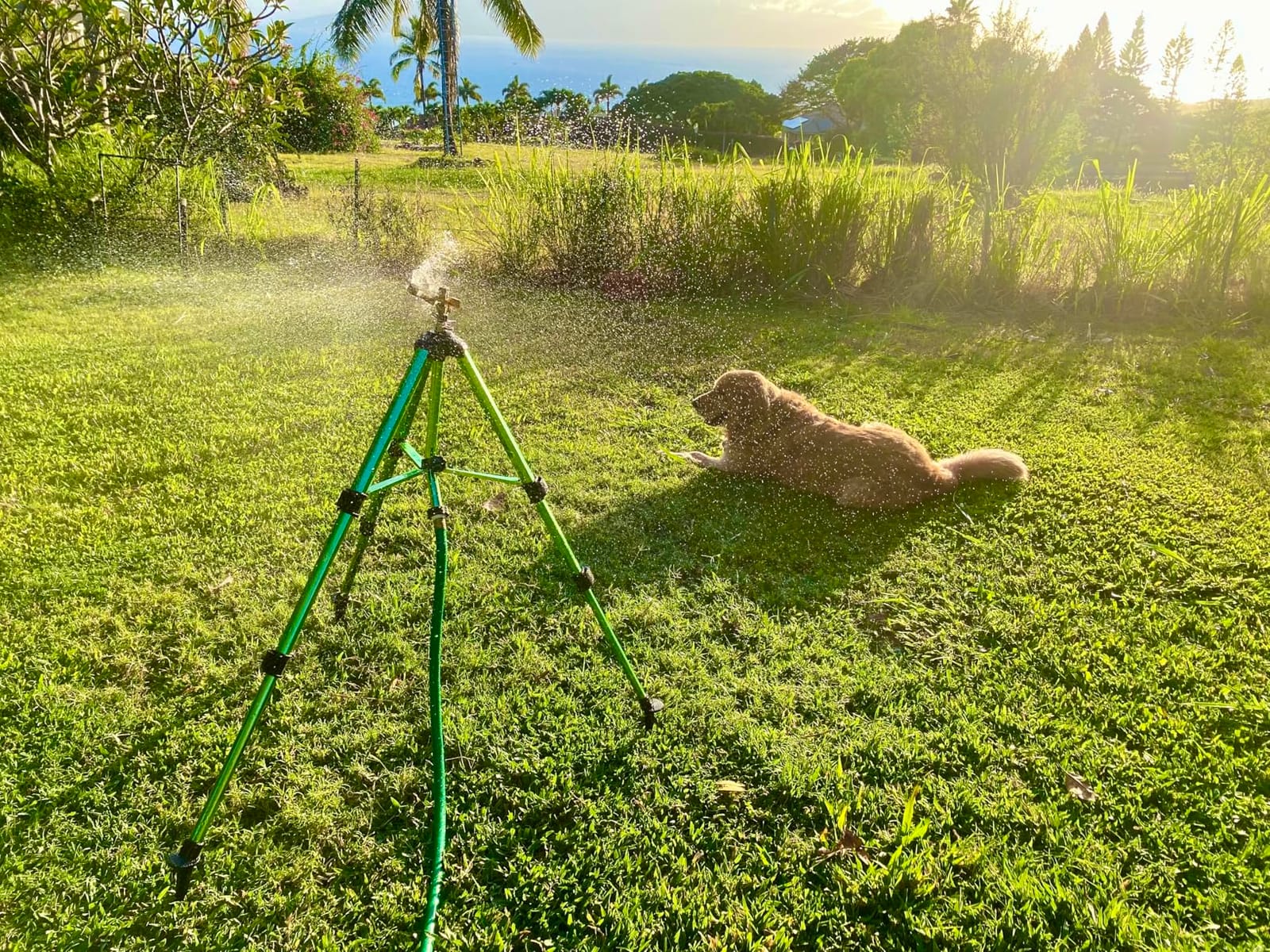 Triumpeek 2 Pack Impact Sprinkler on Tripod Base with Stakes customer photo 1