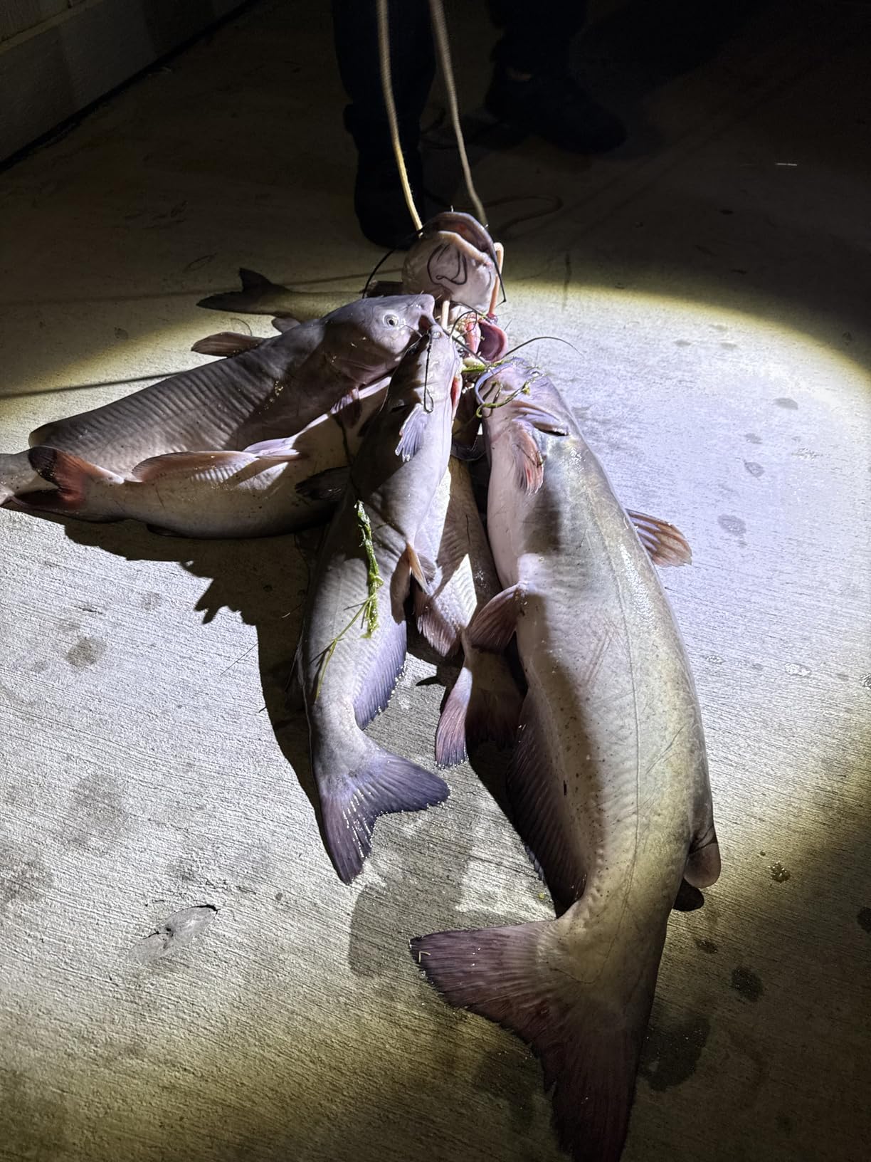 6Pcs Catfish Fishing Rigs Ready Kit,2 in 1 Rotating rattles/Double Rattles Beads, Float Rigs Tackle Santee Rig Peg Catfish,Free Adjustment in freshwter and Saltwater customer photo 1