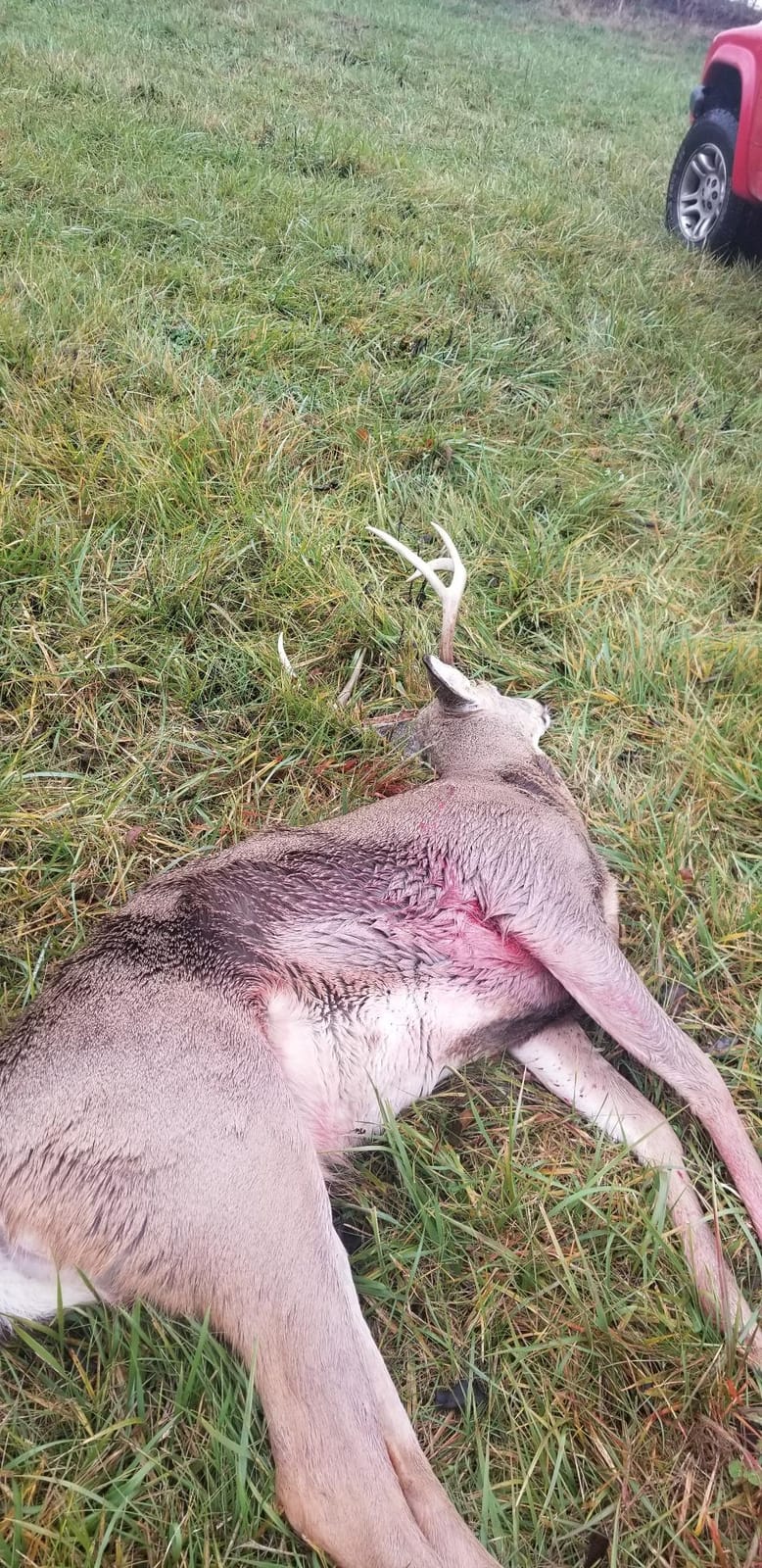 Doe Estrus Deer Scent, Doe in Heat Attractant for Bucks customer photo 2