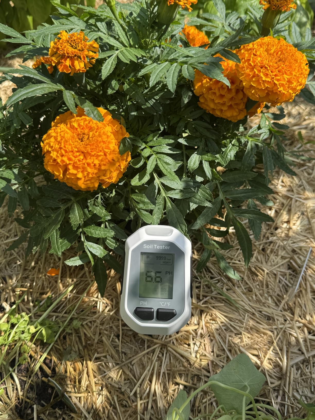 YAMRON 4-in-1 Soil Moisture Meter Digital Plant for Indoor & Outdoor Plants customer photo 2