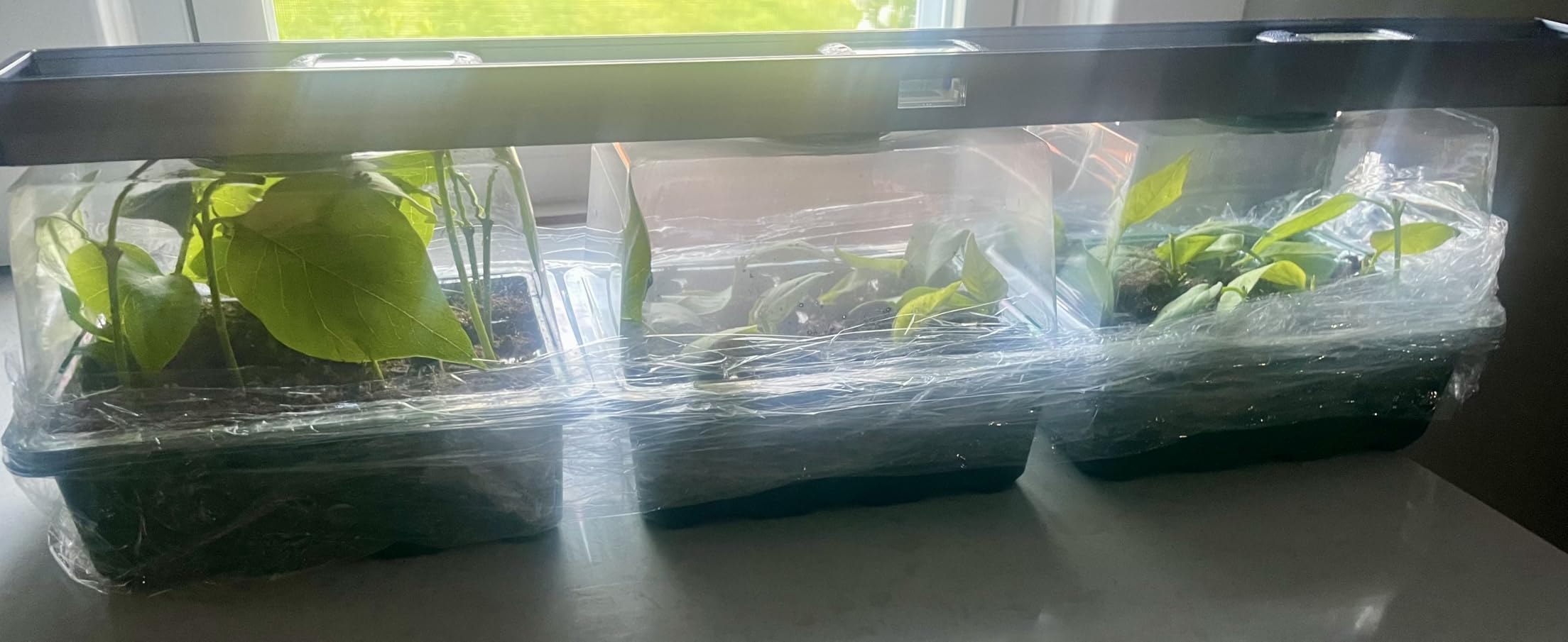 MIXC 6 Pack Seed Starter Kit with Grow Light, Vented Humidity Dome, Green customer photo 1