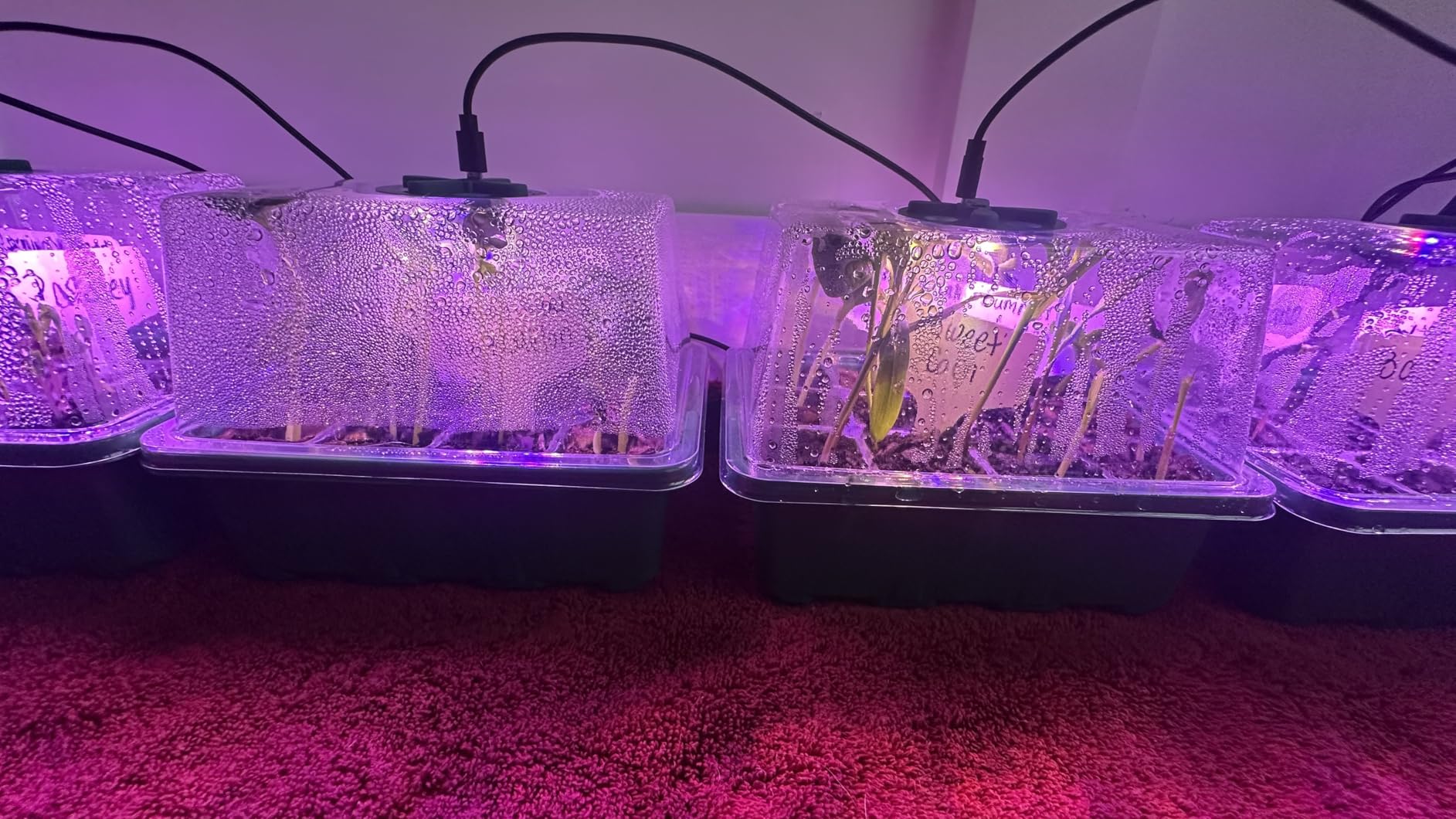 MIXC 6 Pack Seed Starter Kit with Grow Light, Vented Humidity Dome, Green customer photo 2
