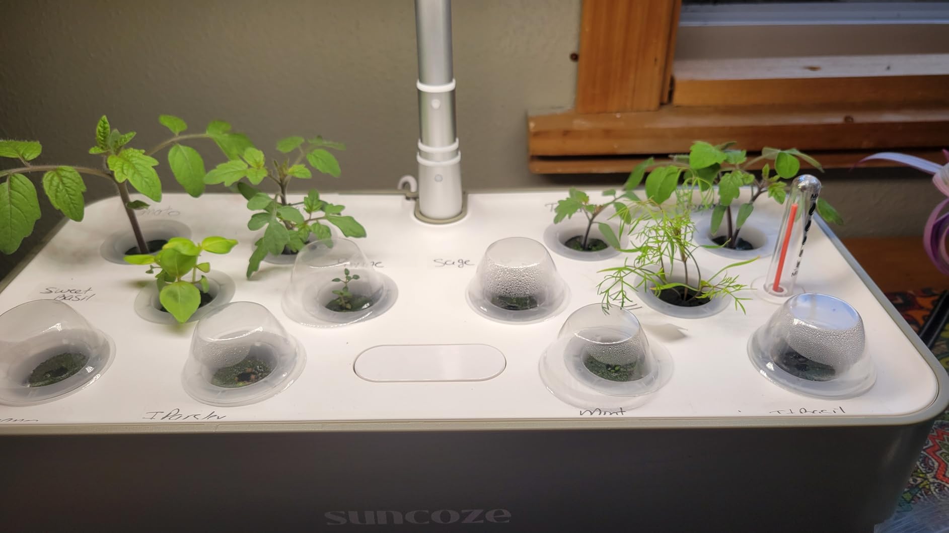 SUNCOZE Hydroponics Growing System, Compact 12 Pods Indoor Garden, Beige customer photo 2