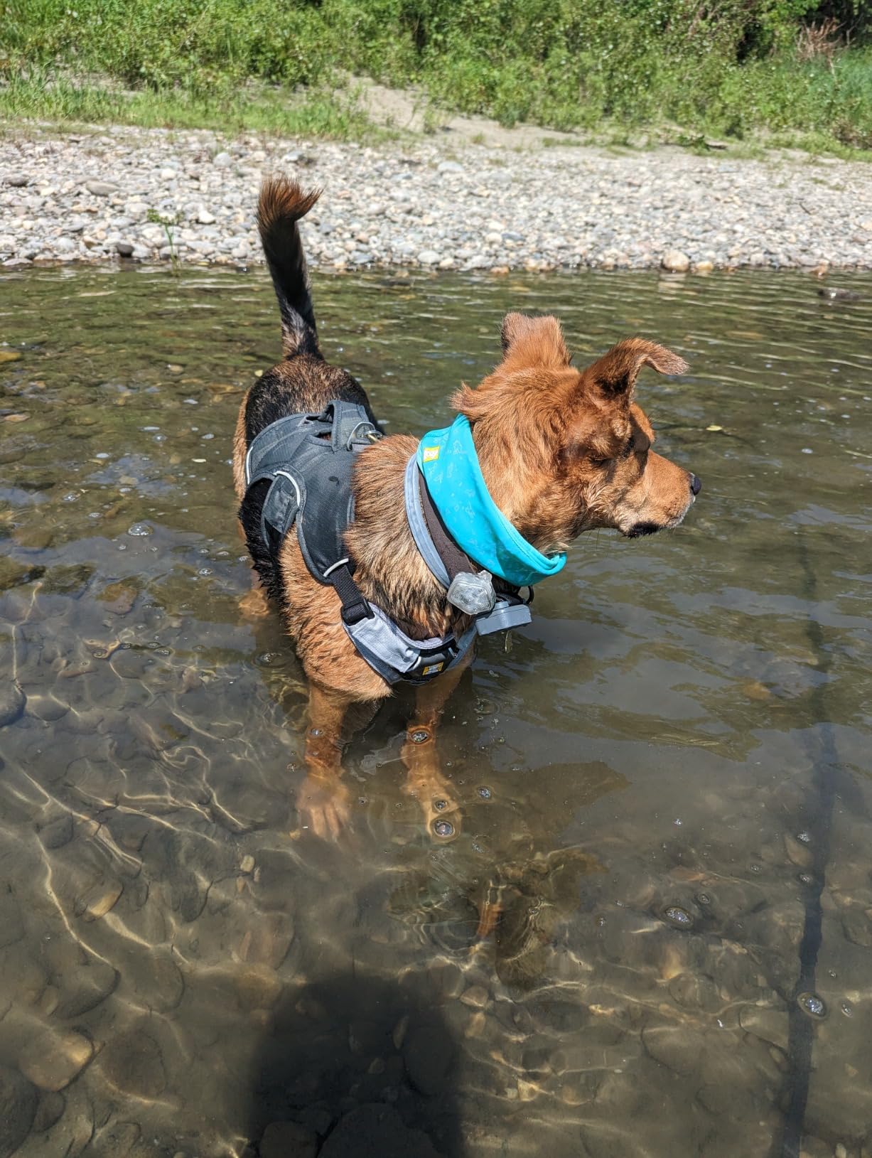 Ruffwear, Swamp Cooler Neck Gaiter, Biolumin Blue, Large | Evaporative Cooling Technology, UPF 50+ Coverage, Lightweight Stretch and Reversible, for Hot Weather Summer Adventures customer photo 1