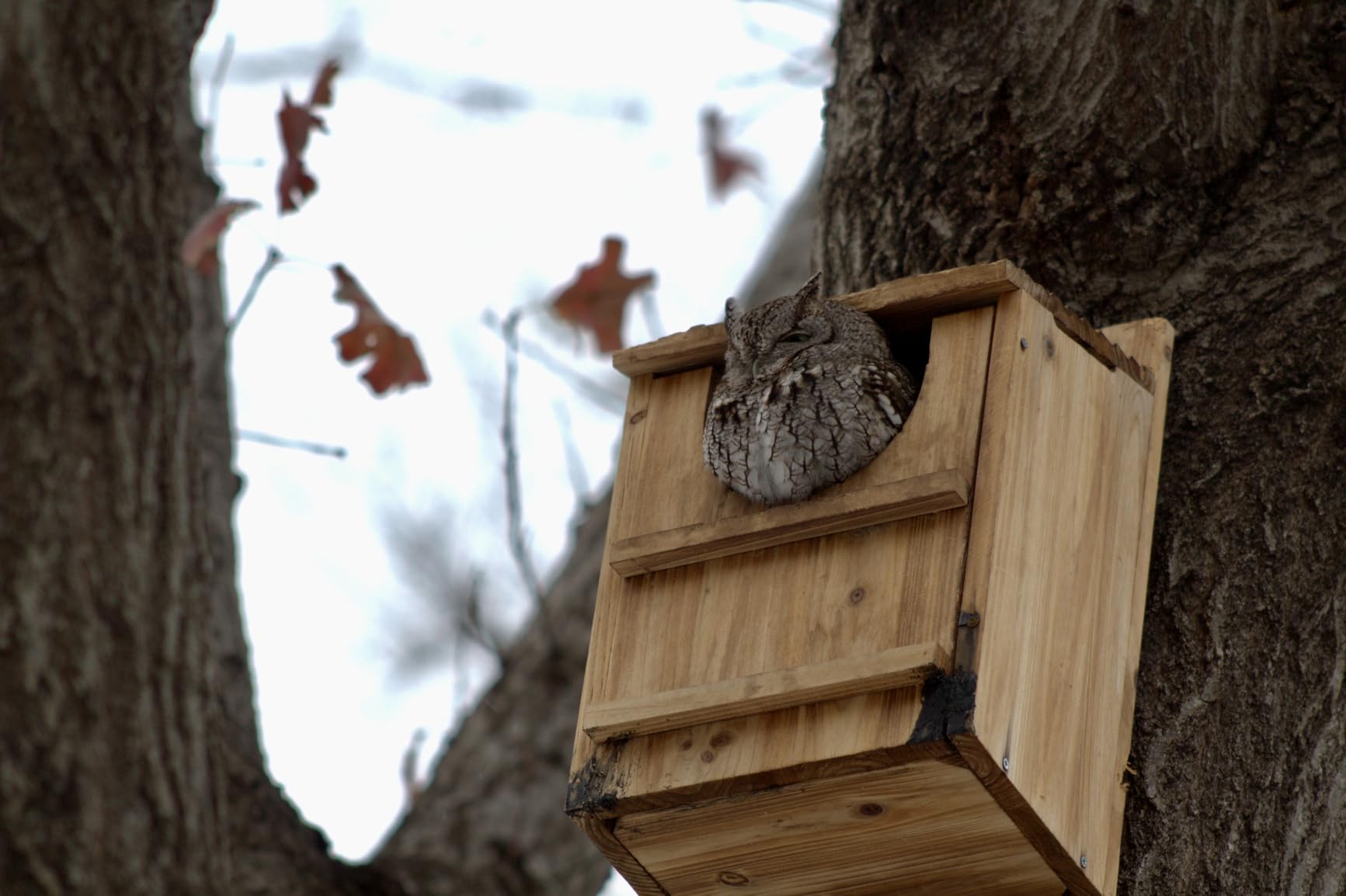 UUMENHA Durable Carbonized Cedar Owl House, Bird Box for Wildlife Lovers | Weather-Resistant Outdoor Owl Nesting Box with Natural Shavings, Quick Assembly, 14.5x9x7.5 Inches customer photo 2