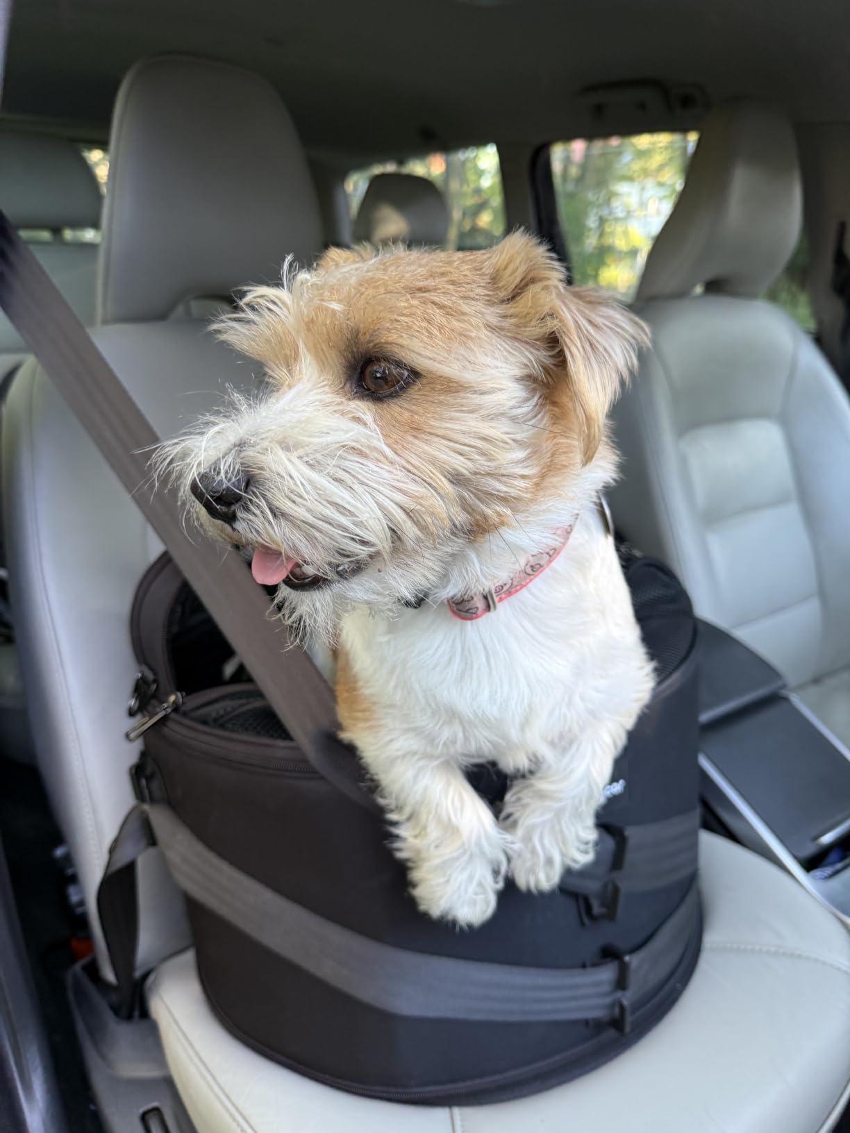 Crash-Tested Small Dog Car Seat | CPS Certified Crash Protection | 3-in-1 Portable Dog Car Seat, Indoor Enclosed Cat Bed & Round Pet Carrier | 5 Star Crash-Tested & Rated for Safe Car Travel customer photo 1