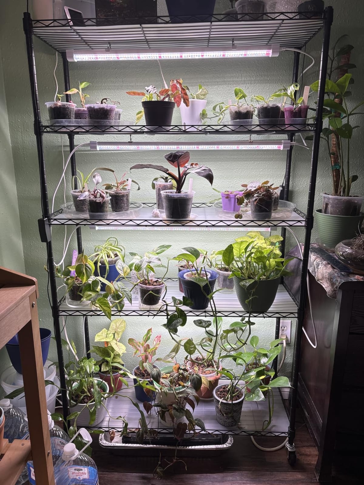 FREELICHT Plant Stand with Grow Light 5-Tier, 4×30W 5000K, 29.5x13.8x61.5IN customer photo 1