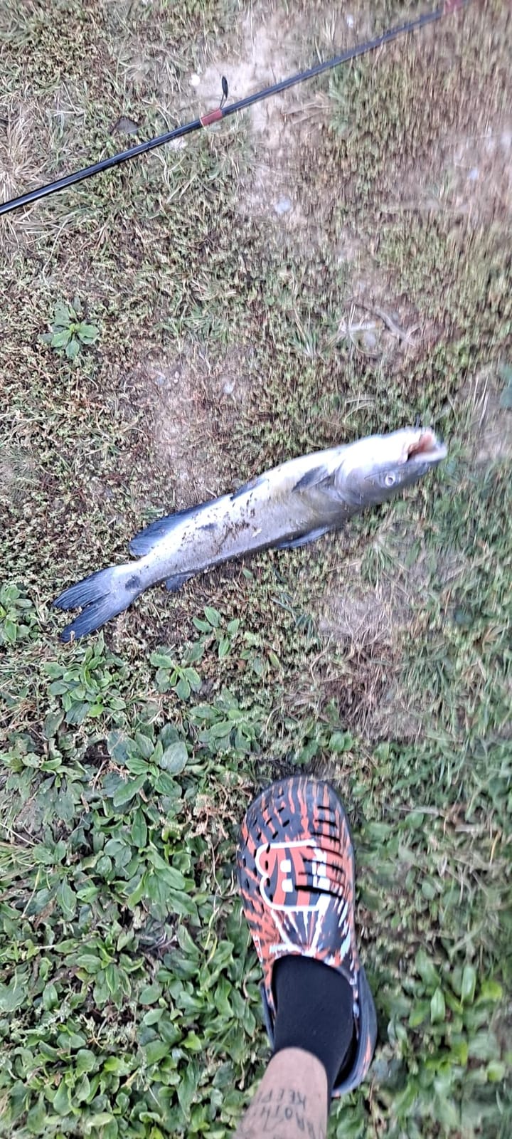 Mr. Whiskers Catfish Punch Bait customer photo 2