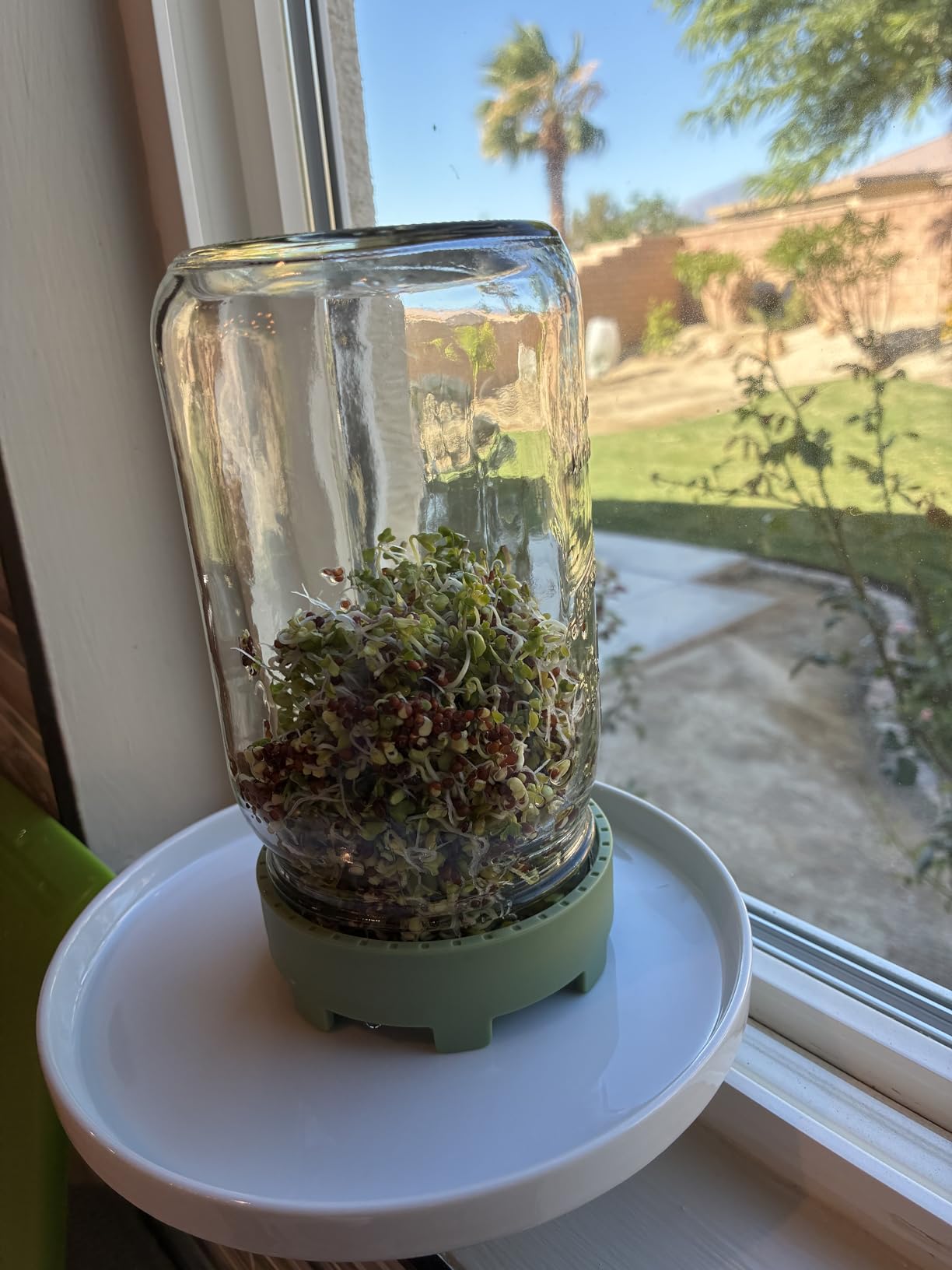 Elementi Sprouting Jar Kit - Set of 2 Wide Mouth Mason Jars with Sprout Lids & Stainless Steel Mesh Screen - Seed Sprouting Kit & Sprout Jars for Growing Broccoli Sprouts, Alfalfa, Mung Bean Sprouter customer photo 1
