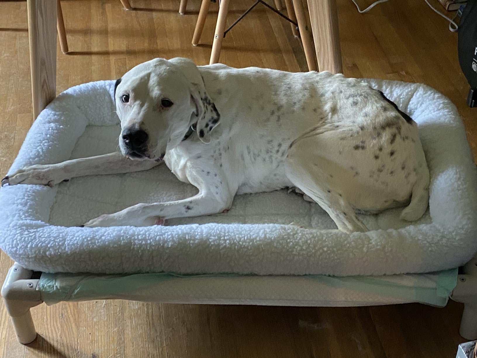MidWest Homes for Pets QuietTime XXS Dog Bed - Gray Faux Fur Bolster, Ultra-Soft and Machine Washable, Fits 18-Inch Crates and Carriers, for Small Dogs and Cats customer photo 1