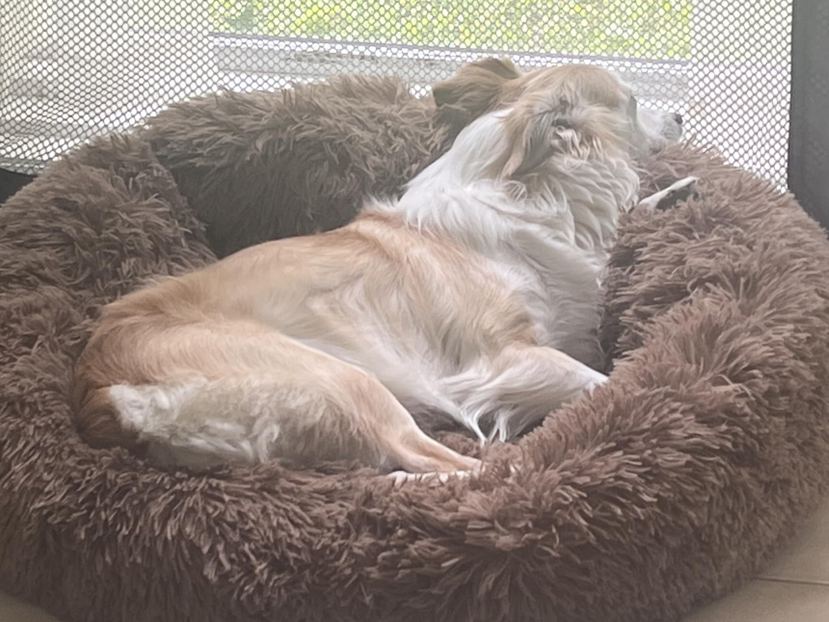 MIXJOY Orthopedic Dog Bed Comfortable Donut Cuddler Round Pet Beds Ultra Soft Washable Dog and Cat Cushion (20''/23''/30'') (23'', Brown) customer photo 1